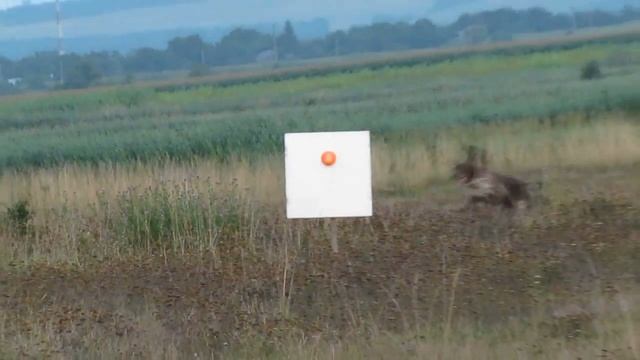 Отстрел двадцатки (меркель-45) на 60м. смотреть онлайн