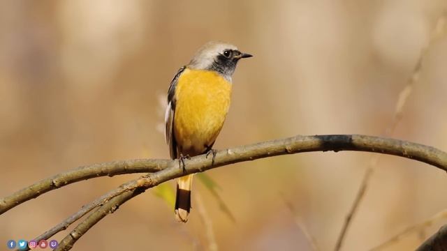 Послушайте Эту Музыку И Вам Станет Легче! Красивая Мелодия До Слез! Музыка Для Души смотреть онлайн