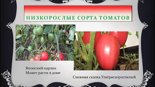Лучшие новые сорта томатов для рассады смотреть онлайн