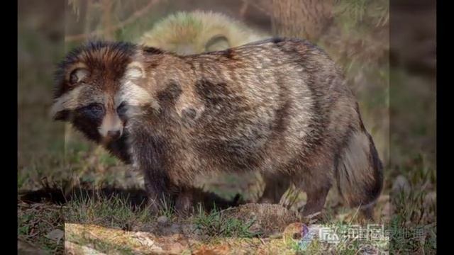 Nyctereutes procyonoides 貉 狸貓 смотреть онлайн
