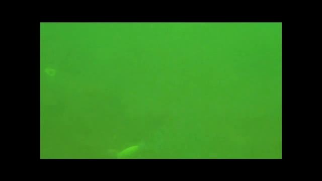 Gulp Alive Underwater Porgy Fishing смотреть онлайн