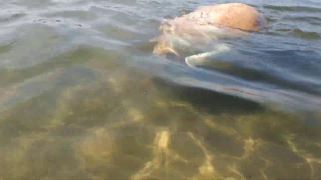 Ныряющий Лабрадор