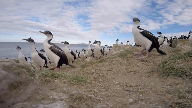 Falklands смотреть онлайн