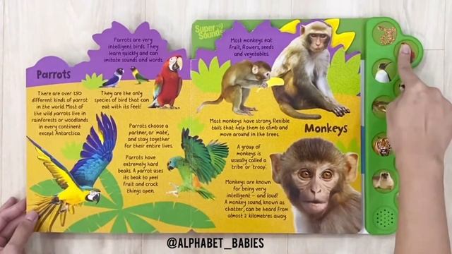 I Can Roar Wild Animals Tabbed Sound Board Book with 10 Animal Sounds by IG @alphabet_babies смотреть онлайн