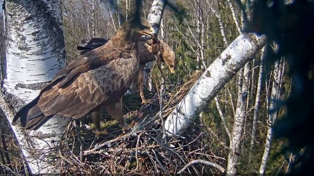 konnakotkas3 - 13:05 varžuks gredzenotai dāmai. 2019.04.23 смотреть онлайн