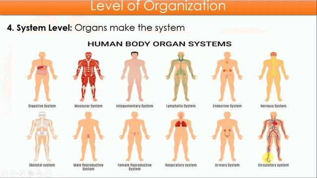 Human Anatomy and Physiology: Introduction, Level of Organization & Anatomical Terminology смотреть онлайн