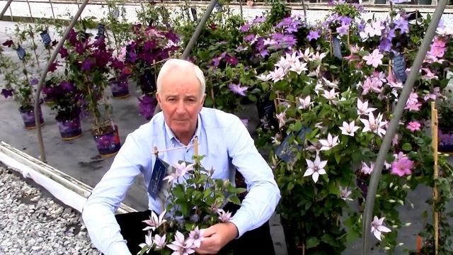 Clematis Samaritan Jo, Raymond Evison® Clematis by Overdevest Nurseries смотреть онлайн