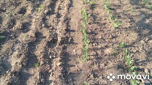 Необычная красивая сирень. смотреть онлайн