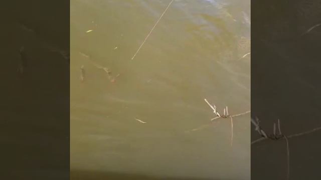 Отдых на базе отдыха "Старая Волга" г. Астрахань смотреть онлайн