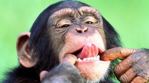 Смешные обезьяны.