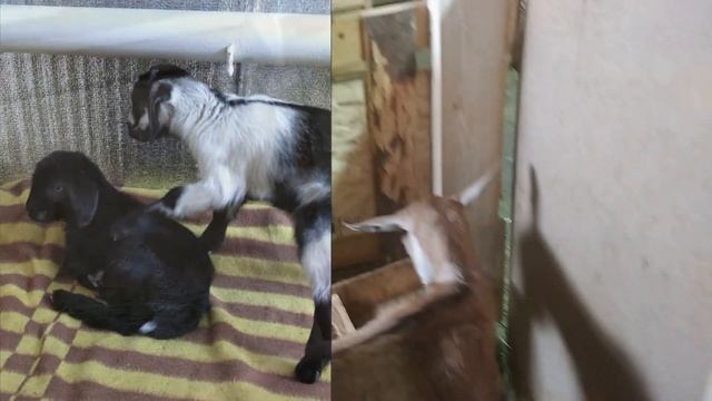 Коза за неделю  до окота . Не видно живота у котной козы .#козапередокотом #нубийскиекозы