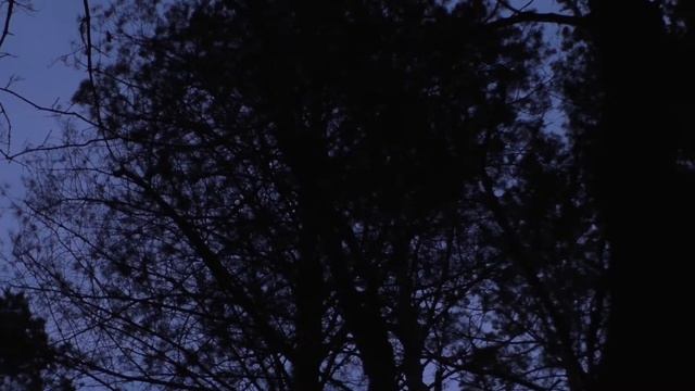 Охота на глухаря с луком, день пятый. смотреть онлайн