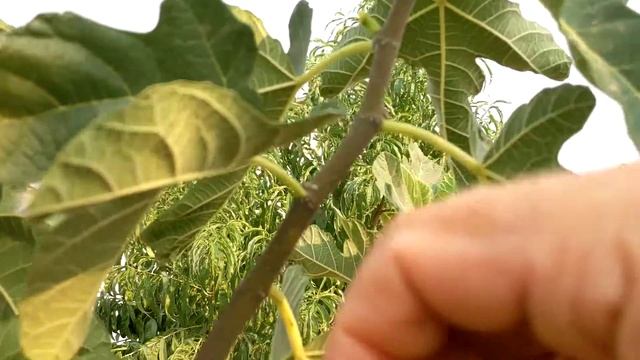 Инжир сорта Desert King (король пустыни) смотреть онлайн