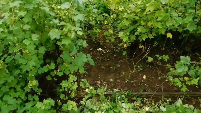 Кабачки от и до... От подготовки грядки с удобрением травой до конечного итога. смотреть онлайн