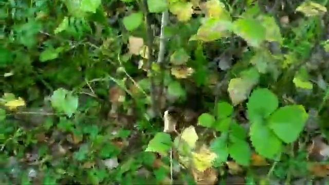 ВСЕ за ГРИБАМИ!Жить в России и не собирать грибы?это не про нас!ПОДОСИНОВИКИ в новом лесу#mushrooms смотреть онлайн