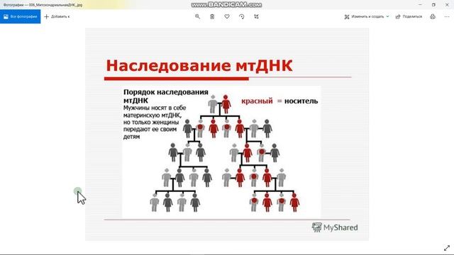 Митохондрии: число полов/типов спариваний 010 Part3 смотреть онлайн