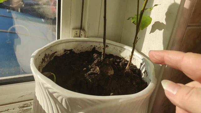 Масленица, понедельник,28 02 2022 завтра весна смотреть онлайн