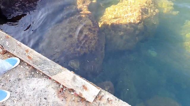 СКАТ ПОЙМАН НА УДОЧКУ смотреть онлайн