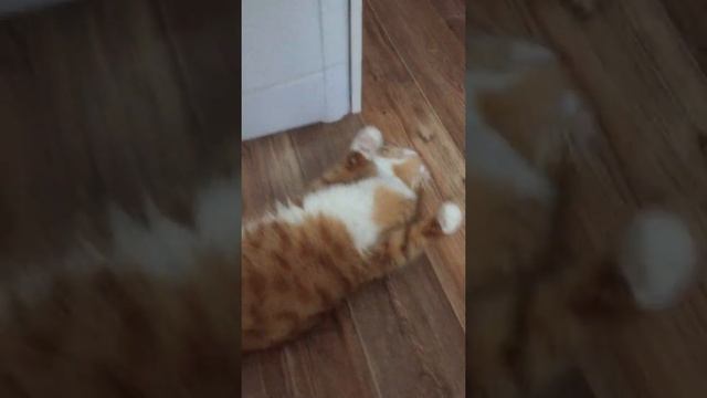 Кошка просит кота смотреть онлайн