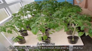 Когда высаживать помидоры под пленку