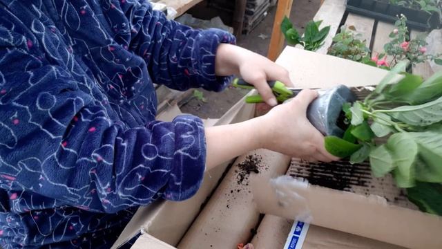 распаковка посылки от 6 соток на Урале