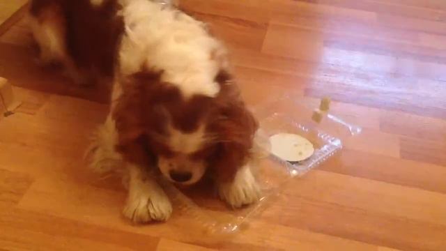 Вкусная Короб очка смотреть онлайн