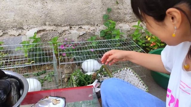 Long-term drought, huge freshwater pearl river shells all over the river. смотреть онлайн