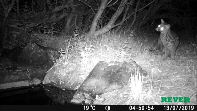 GINETA (Genetta genetta) ? Fototrampeo fauna ibérica смотреть онлайн