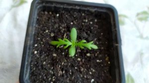 Хризантема килеватая. Смесь окрасок. Пикировка.