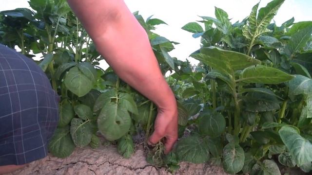 Гербицыдная обработка картофеля по всходах смотреть онлайн