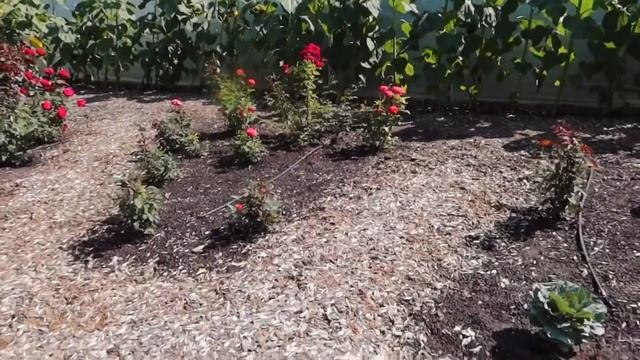 Organic Mix,органик микс,   в Ульяновске /  семейные посиделки / #organicmix