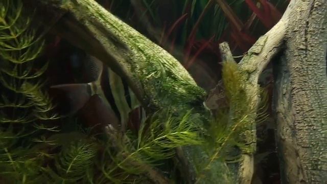 Червонец и Серебренник:) и снова Альтумы