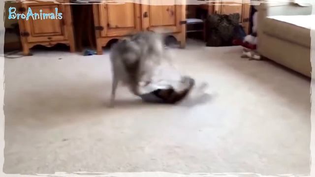 КОТ и СОБАКА, Друзья или Враги? Приколы с Животными подборка | Funny Cats and Dogs #628 смотреть онлайн