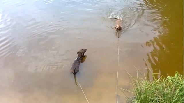 Первое купанине смотреть онлайн