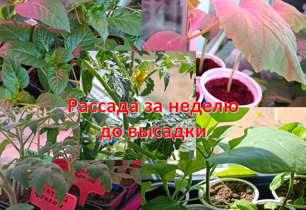Рассада на балконе, неделя до высадки в теплицу некоторых сортов томатов смотреть онлайн