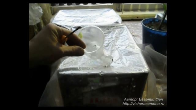 Как вырастить рассаду помидоров смотреть онлайн