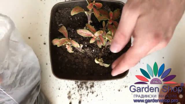 Как се прави пресаждане на фитония растение (Fittonia sp.) в домашни условия смотреть онлайн