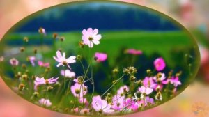 Футаж Юбилей 80 лет 720p