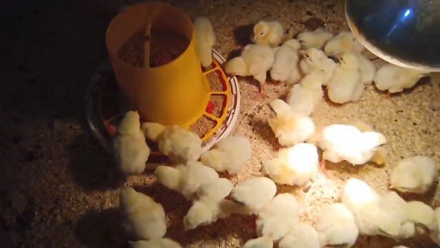 Как содержу и выращиваю Бройлеров! Какая себестоимость БРОЙЛЕРА?!