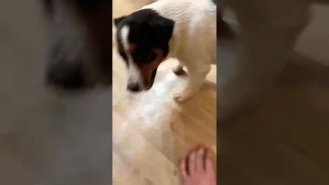 После мойки🤣😂 #luckylaki #джекрасселтерьер #лакилаки смотреть онлайн