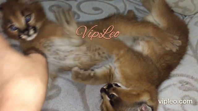 Опасны ли игры каракал? Caracal