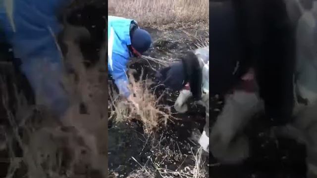 Подготовка к оптовой отгрузке. Барбарис обыкновенный. смотреть онлайн