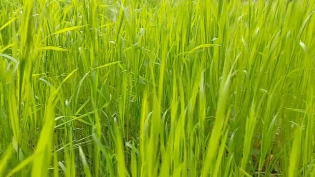 6 июня праздник. Симеон Столпник. Что нельзя делать. Народные традиции. Праздник сегодня! смотреть онлайн