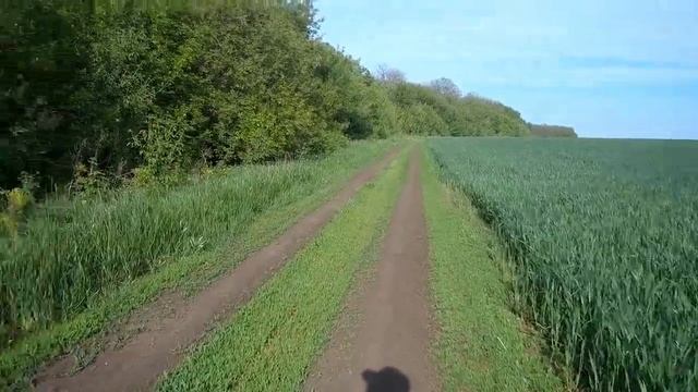 Работа ,,Русской гончей,, по зайцу-русаку. смотреть онлайн