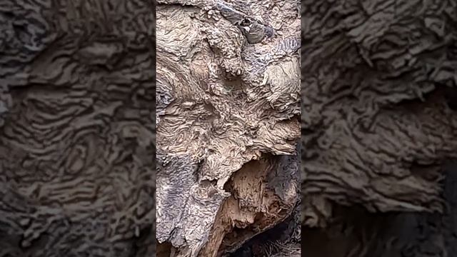 Обрадовавшийся Эдмон Дантес над Аббатом Фариа прорывом тоннель в его камеру в Замке Иф. смотреть онлайн