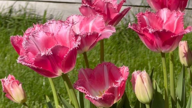 Fringed Or Crispa Tulip, Fancy Frills - Bulbs For Fall Planting