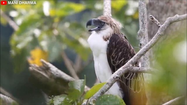 PHILIPPINE EAGLE VS HARPY EAGLE - Who Is The King Of The Eagles? смотреть онлайн