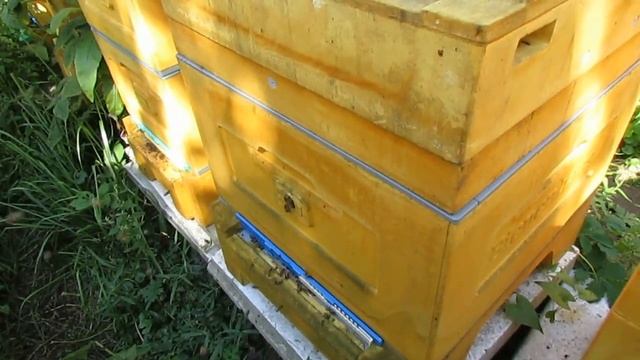 ужасы на пасеке Ужакина Игоря - необычная методика подготовки пчел в зиму в 12 рамочном Дадане смотреть онлайн