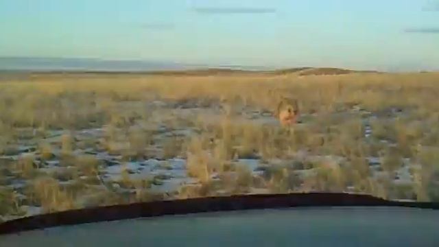 Охота на волка, Казахстан, Кордай смотреть онлайн