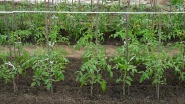Формирование кустов томатов в открытом грунте смотреть онлайн
